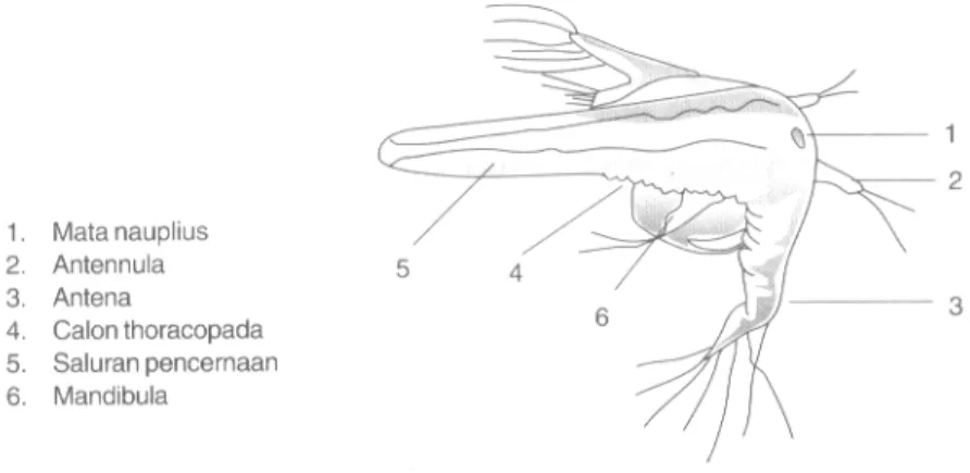 Gambar 3. Morfologi Nauplius Artemia (Isnansetyo, 1995)