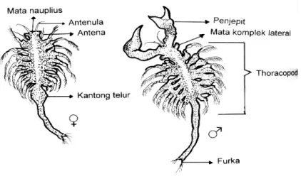 Gambar 4. Morfologi Artemia Dewasa (Isnansetyo, 1995) c.    Lingkungan hidup 