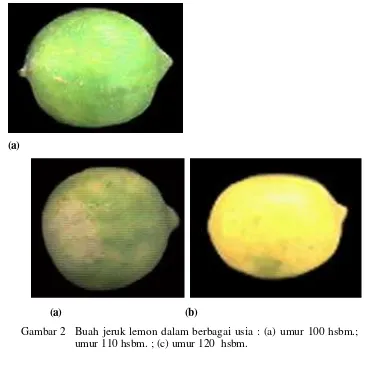Gambar 2   Buah jeruk lemon dalam berbagai usia : (a) umur 100 hsbm.;  (b) 