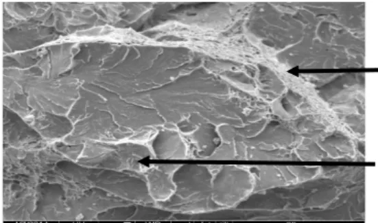 Gambar 1.a. Hasil pengamatan struktur mikro (SEM) baja St 60 menggunakan kadar dromus oil 10% 