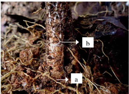 Gambar 2.2.1 Rizomorf pada akar karet (Hevea beasiliensis) (a) akar karet dan       (b) rizomorf 