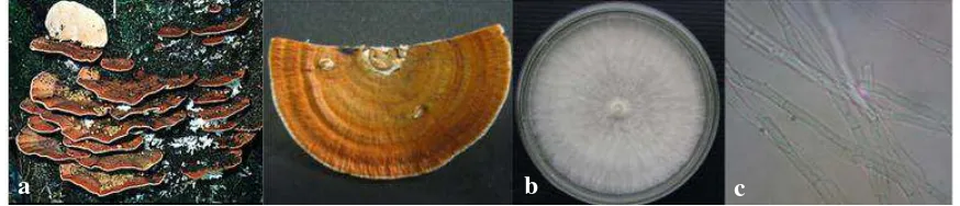 Gambar 2.2.2 tik Karateristik Rigidoporus microporus (a) tubuh buah (b) koloni pada media potato dekstrosa agar (PDA) (c) hifa