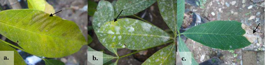 Gambar 4.1.1 Daun yang terserang Rigidoporus microporus (a) bercak coklat pada permukaan daun, (b) daun berwarna hijau kekuningan dan (c) ujung daun kering dan berwarna coklat muda 