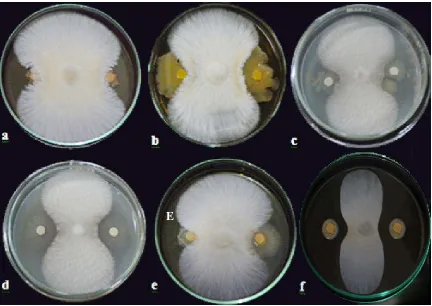 Gambar 4.2.1 Kemampuan antagonis isolat (a) Bacillus sp. BK13 (b) Enterobacter sp. BK15 (c) Bacillus sp