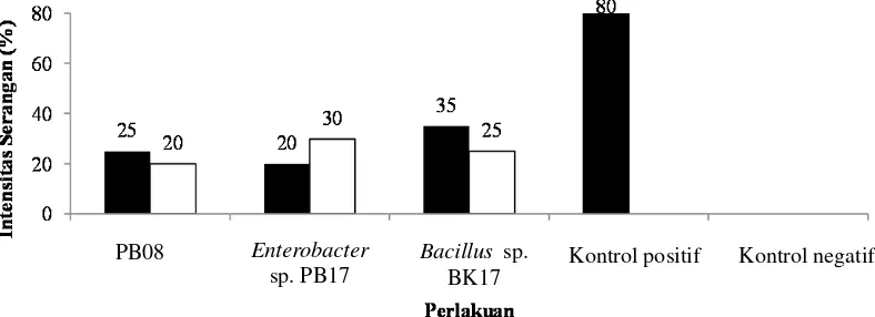 Gambar 4.4.1 Perbandingan nilai intensitas serangan dari masing-masing perlakuan yang diinokulasikan isolat bakteri kitinolitik 