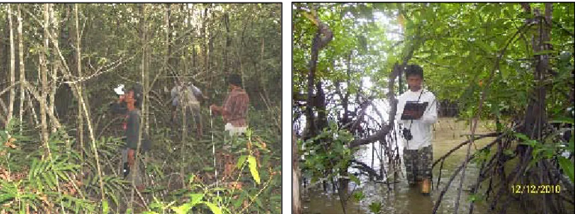Foto 3. Survei tumbuhan mangrove pada hutan utuh kondisi air surut  (kiri), dan kondisi air pasang (kanan) 