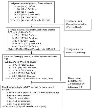 Figure 1. Schematic work low of this study on malaria prevalence, enzyme activity, and G6PD variants in eastern Indonesia