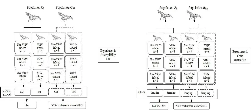 Fig.  and random sampled hemolymph in the second experiment were subjected to conirmation of WSSV infection via two subgroups: non-infected groups (control groups) and WSSV-infected groups