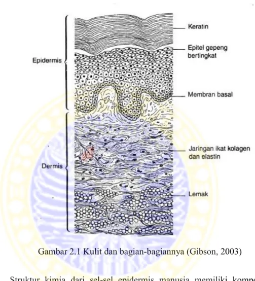 Gambar 2.1 Kulit dan bagian-bagiannya (Gibson, 2003) 