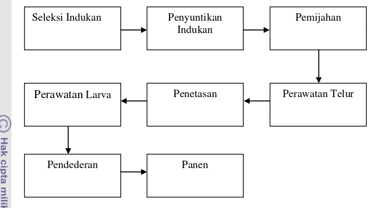 Gambar 11. Alur Pembenihan BAT pada Usaha Perikanan H. Ijam (UPHI) 