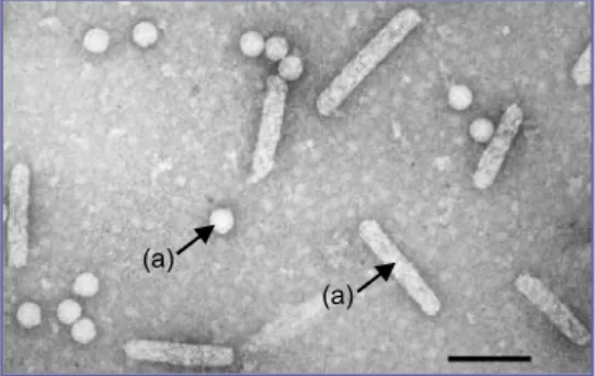 Gambar 2. Partikel dari Rice Tungro Spherical Virus (a), Rice Tungro Bacilliform  Virus (b) (lihat tanda panah) perbesaran 162.000 kali.
