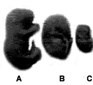 Gambar 1. Morfologi Fetus Normal dan Fetus yang Terhambat Pertumbuhannya: (A) Fetus normal dari kelompok  kontrol, (B) Fetus yang terhambat pertumbuhannya dari kelompok perlakuan AFB 1  dosis 2,25 mg/kg BB, (C) Fetus  yang terhambat pertumbuhannya dari kel