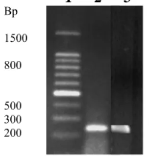 Gambar 3. Agarose elektroforesis  DNA dari produk PCR setelah inkubasi dengan enzim restriksi Tag I