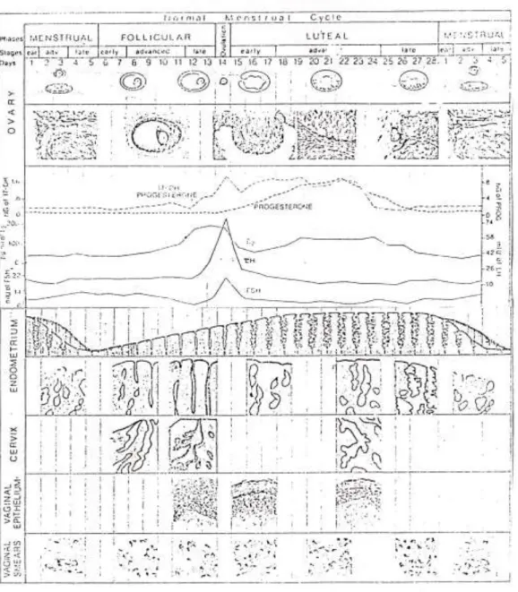 Gambar 1. Siklus Menstruasi Normal (Williams, 1981) 