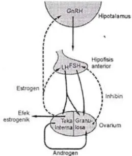 Gambar 2. Mekanisme Umpan Balik Poros Hipotalamus, Hipofisis dan Ovarium 