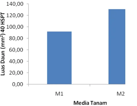 Gambar 5. Hubungan luas daun kailan (mm2 ) 40 hspt dengan media tanam Gambar 5 menunjukkan bahwa jumlah daun tanaman kailan terbanyak 