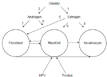 Gambar 2.3 Skema pembentukan skin tag (Safoury, et al. 2010)  