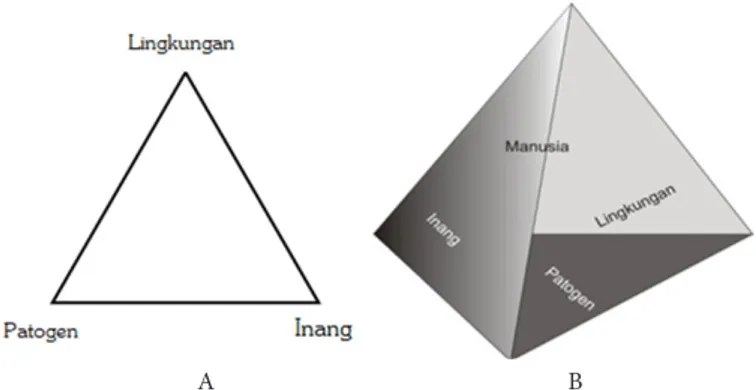 Gambar 1. A. Segitiga penyakit, B. Piramida penyakit, menggambarkan hubungan manusia,  patogen, tanaman inang, lingkungan.