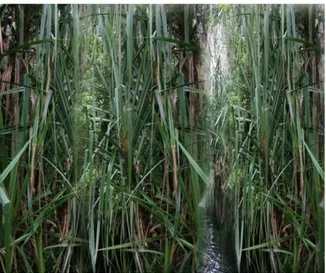 Gambar 3.  Vegetasi utama pandan duri yang tumbuh di rawa basah.  