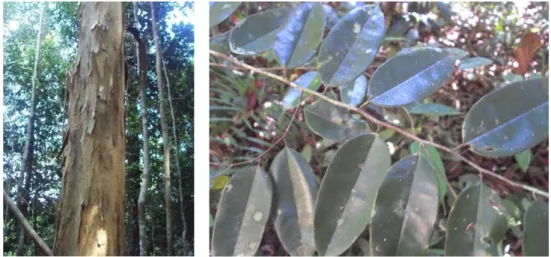 Gambar 9. Batang dan daun Dryobalanops aromatica 
