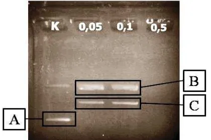 Figure 1. Electrophoregram of RIPs activity assayed (K : control; 0.05, 0.1, and 0.5 : plasmid with MJ proteins extracts)