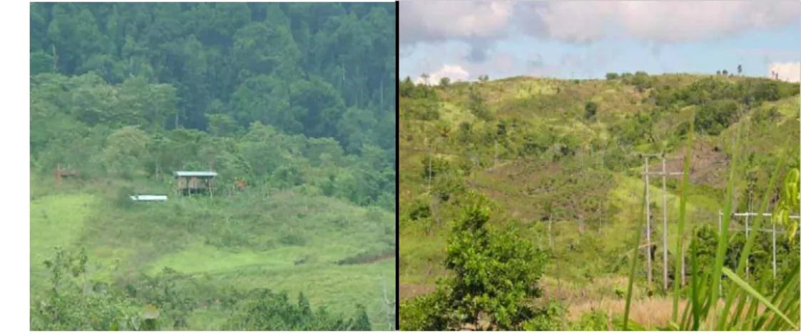 Gambar 8  Kerusakan Hutan CAPC Beberapa Tahun Terakhir 