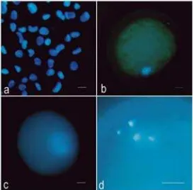 Figure  3.  Morphology of nuclear transformation inthe embryos reconstructed by somatic nucleartransfer after staining with aceto-orcein