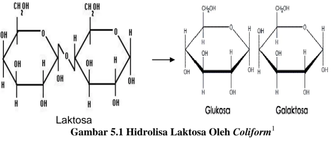 Gambar 5.1 Hidrolisa Laktosa Oleh Coliform 1