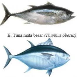 Gambar 1. Ikan tuna 