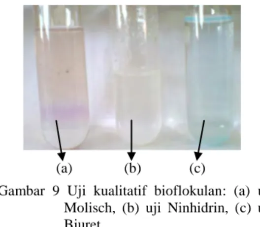 Gambar  9  Uji  kualitatif  bioflokulan:  (a)  uji  Molisch,  (b)  uji  Ninhidrin,  (c)  uji  Biuret