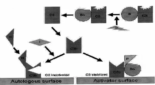 Gambar 6 : Stabilisasi C3 convertase 