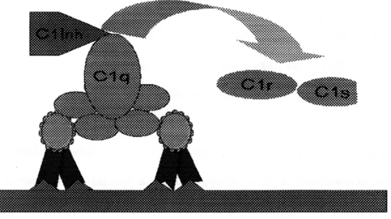 Gambar 8 : Pengaturan Clrs (C4 convertase) oleh C1-INH 