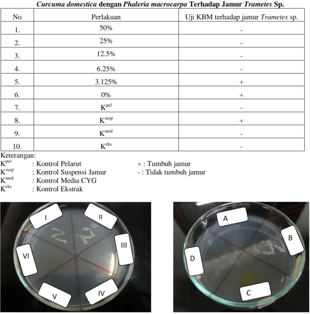 Tabel  3.  Hasil  Pengujian  Konsentrasi  Bunuh  Minimum  (KBM)  Ekstrak  Etanol  70%  Campuran  Curcuma domestica dengan Phaleria macrocarpa Terhadap Jamur Trametes Sp