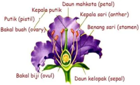 Gambar 4.2. Struktur Bunga 
