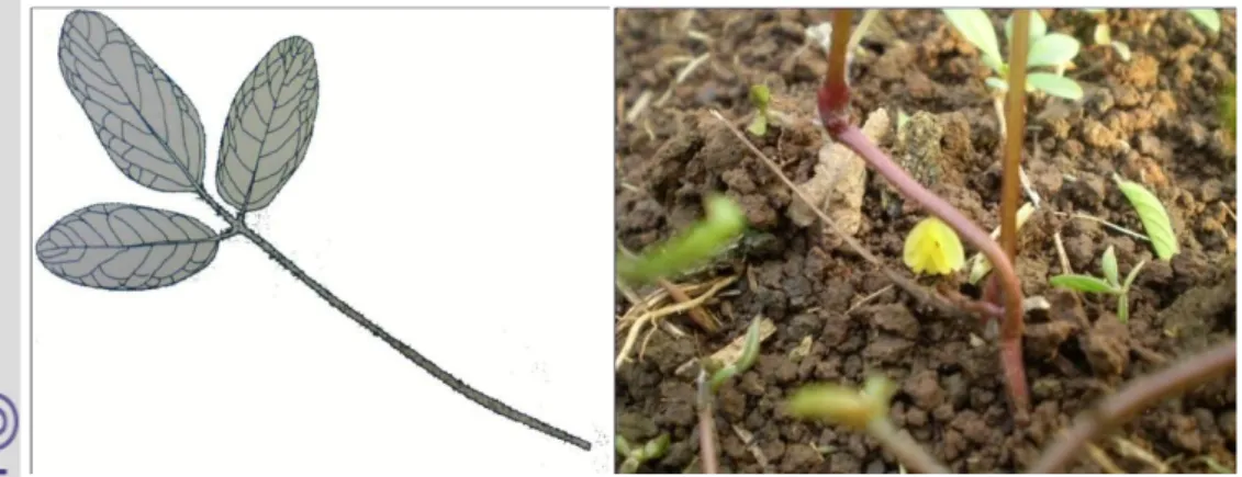 Gambar 1. Helai daun kacang bogor berbentuk lanset, trifoliate (kiri) dan bunga  berwarna kuning (kanan) 
