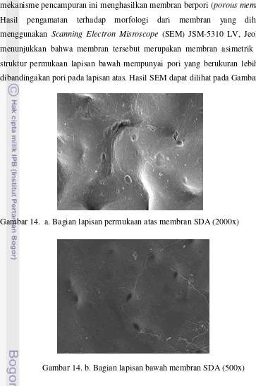 Gambar 14.  a. Bagian lapisan permukaan atas membran SDA (2000x)  