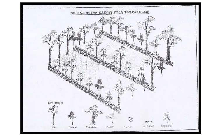 Gambar 2. Sketsa Sistem Tumpangsari di Ladang 