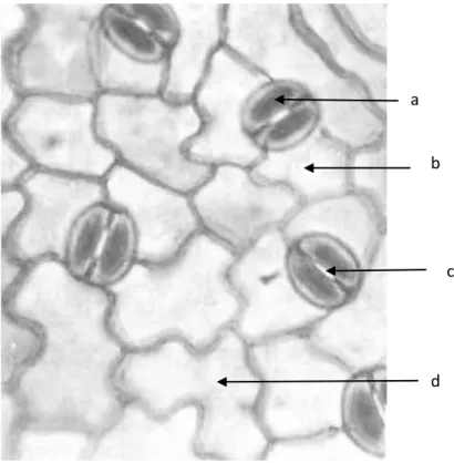 Gambar 2. Stomata 
