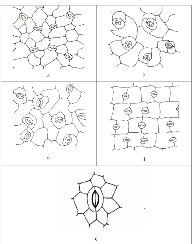 Gambar 3. Tipe Stomata 