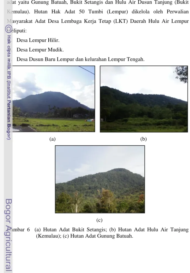 Gambar  6    (a)  Hutan  Adat  Bukit  Setangis;  (b)  Hutan  Adat  Hulu  Air  Tanjung   (Kemulau); (c) Hutan Adat Gunung Batuah
