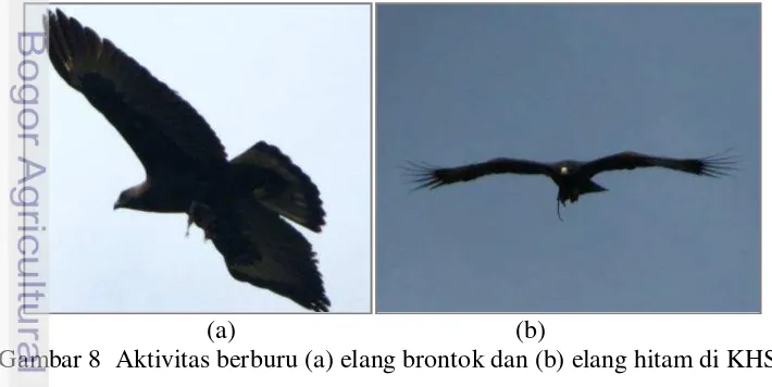 Gambar 8  Aktivitas berburu (a) elang brontok dan (b) elang hitam di KHS. 
