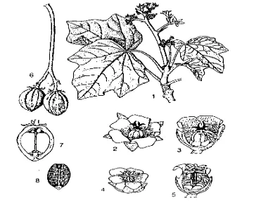 Gambar 1 Bagian-bagian tanaman Jatropha curcas L.: batang yang berbunga (1), bunga 