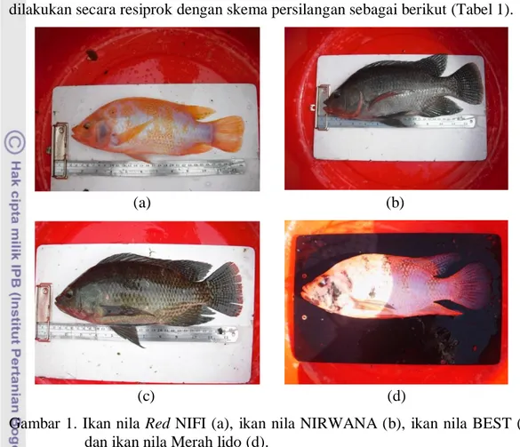 Gambar 1. Ikan nila Red NIFI (a),  ikan  nila NIRWANA (b),  ikan  nila BEST (c),  dan ikan nila Merah lido (d)