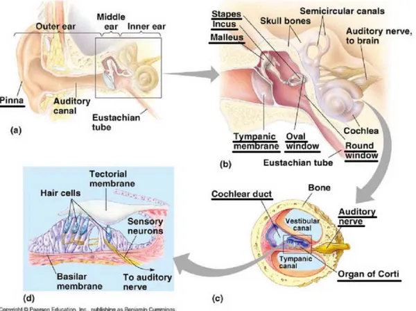 Gambar 2.1.  Koklea, penampang melintang koklea dan organ Korti (Arch1  Design,2010) 