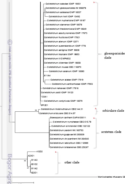 Figure 2  Phylogramme of Colletotrichum derived from an ML analyses of ITS1F-