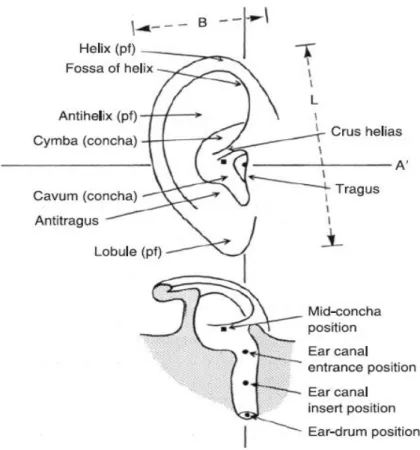 Gambar 2.1 Anatomi skematis daun telinga 
