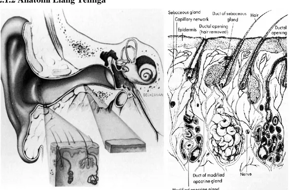 Gambar 2.2 Anatomi liang telinga 