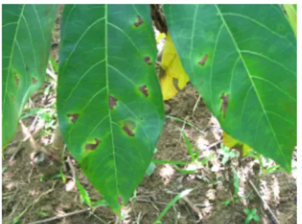 Gambar 13. Gejala bercak daun menyudut (angular leaf-spot)