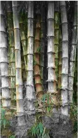 Gambar 1. Bambu Betung (Dendrocalamus asper) 