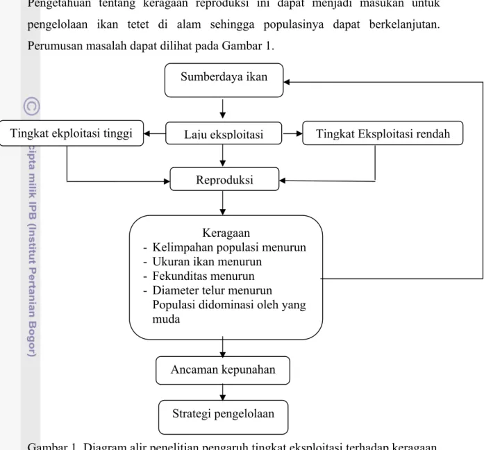 Gambar 1. Diagram alir penelitian pengaruh tingkat eksploitasi terhadap keragaan        reproduksi ikan tetet (Johnius belangerii) 